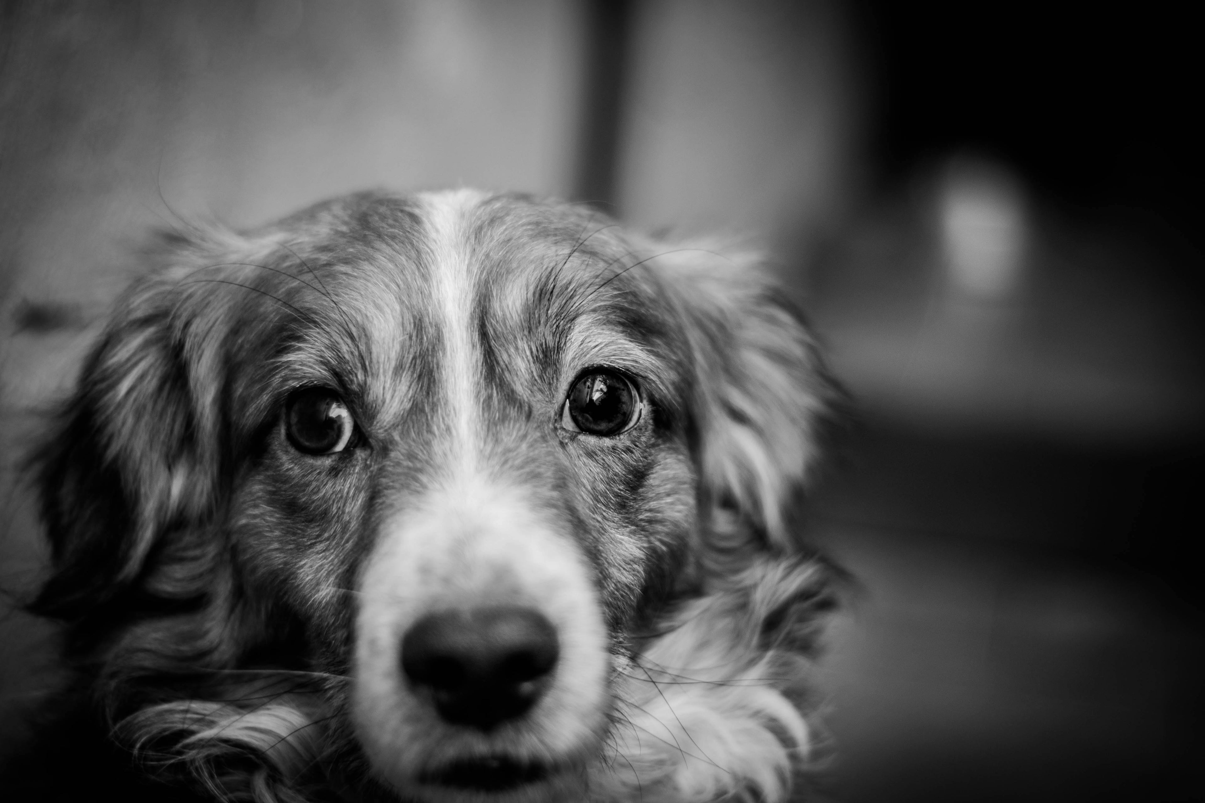 Do Dogs Hold Grudges? Understanding Canine Emotions and Behaviour