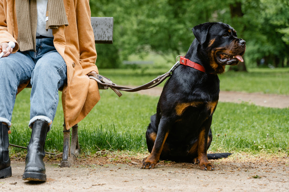 Dog Essentials Checklist: 7 Everyday Must Haves for New Dog Owners