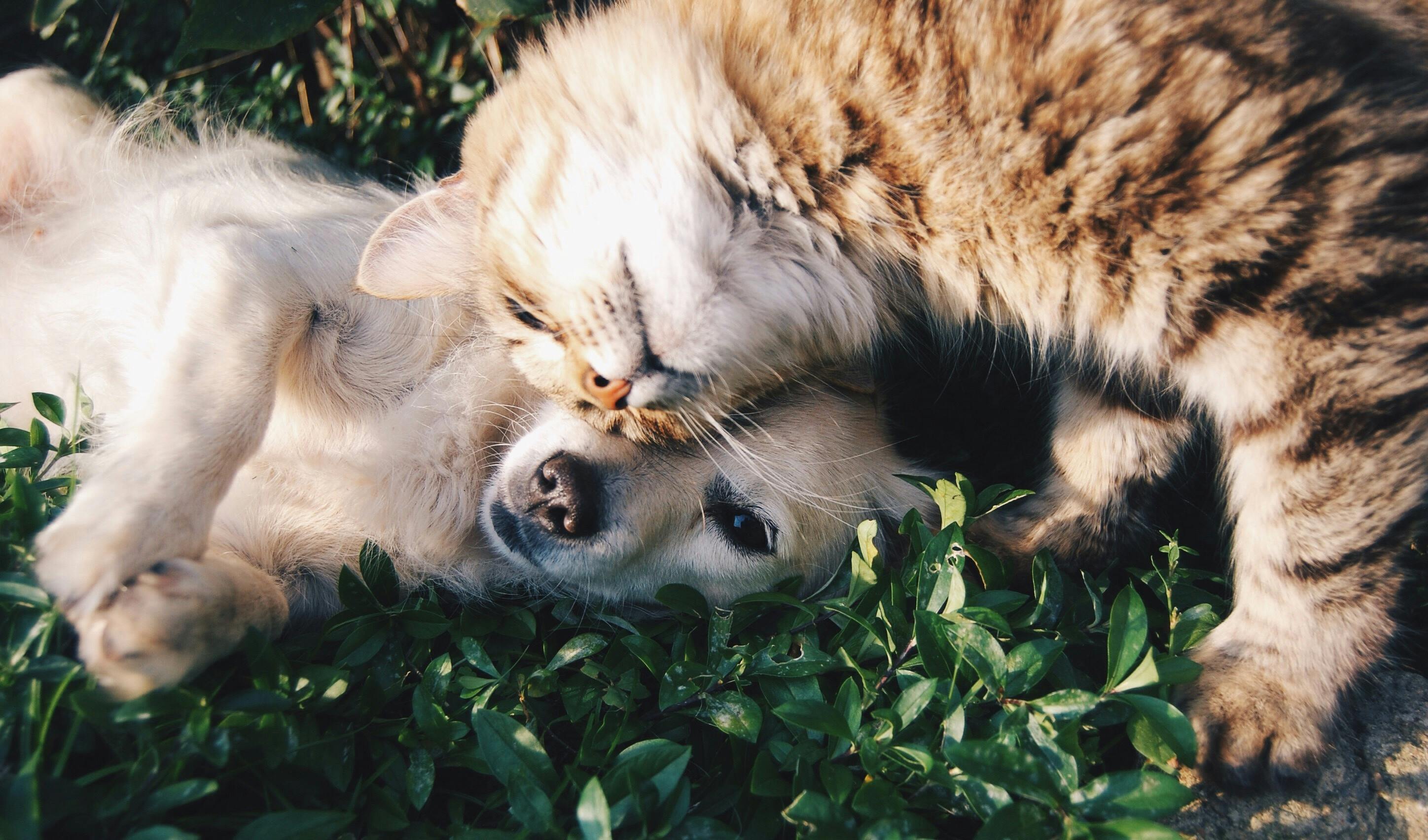 Dog and cat cuddling together in grass, representing pet wellbeing with goat’s milk support