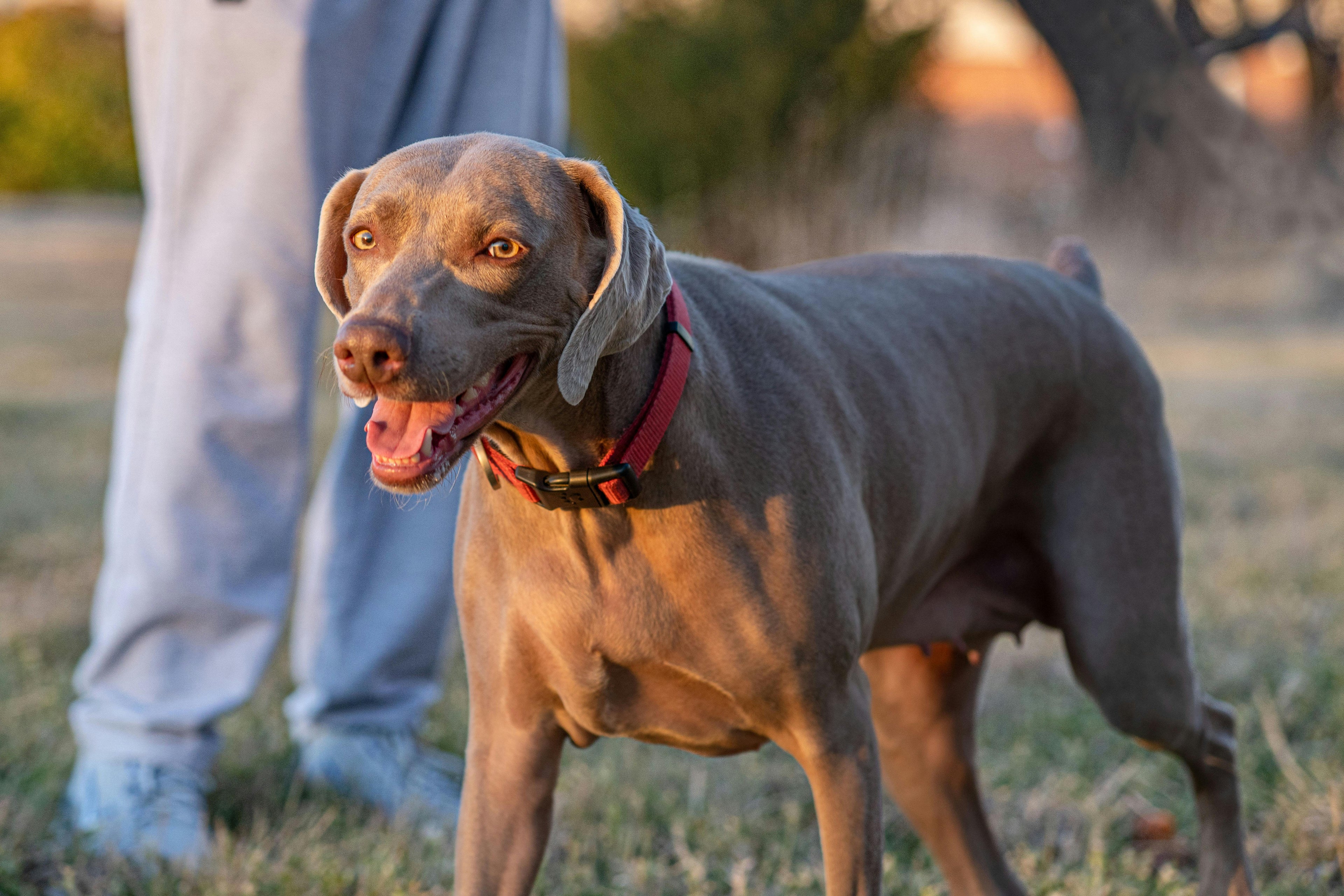 Unlocking Your Dog’s Potential: Training Tips for Mental Stimulation