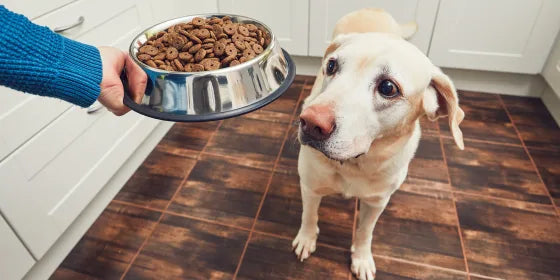 Yellow Labrador dog in kitchen looking at bowl of healthy dog food
