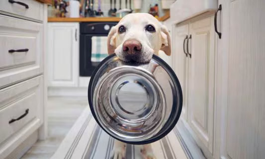 Labrador dog in a kitchen holding an empty bowl, symbolizing healthy pet nutrition by WulfJoy.