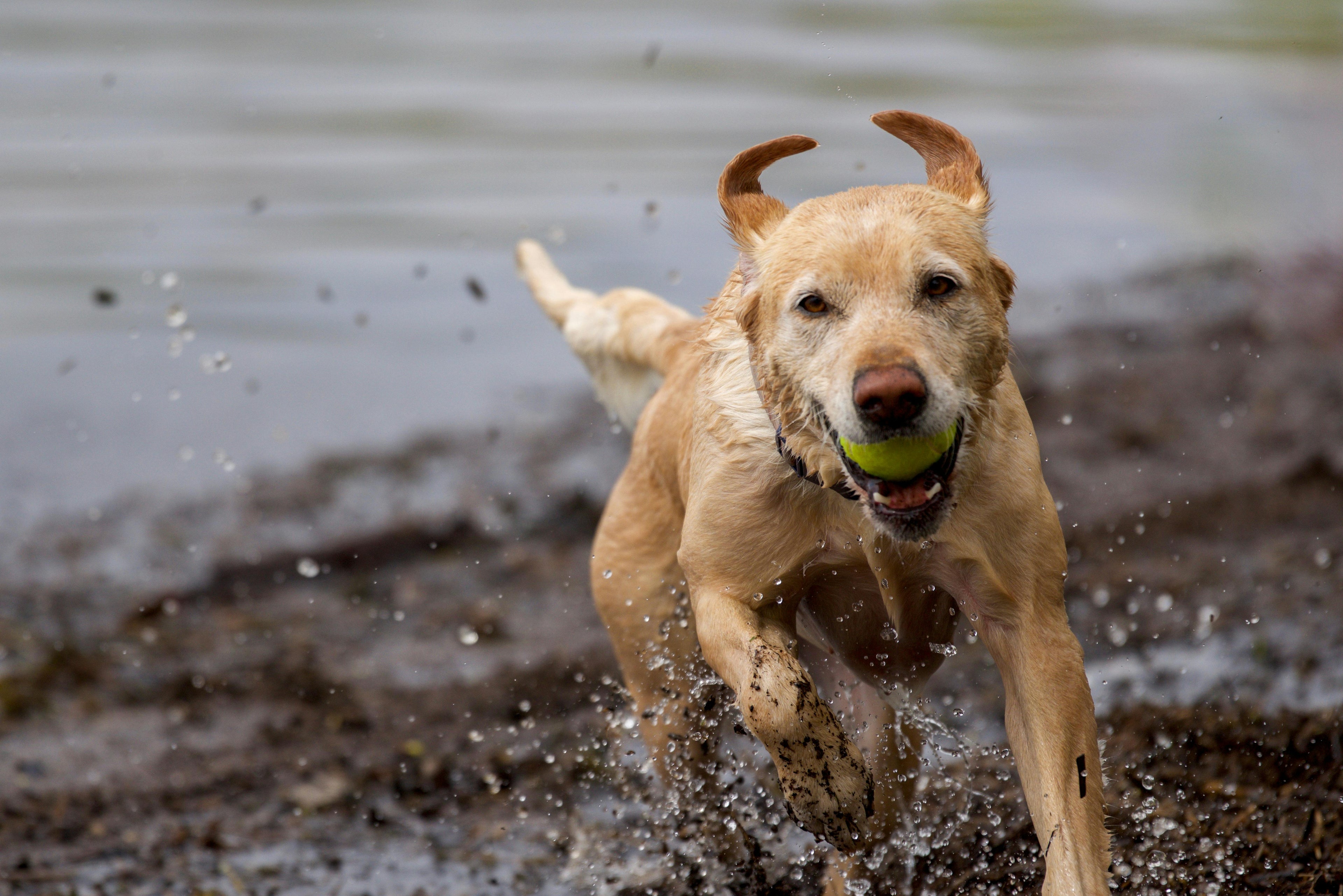 Happy yellow dog running through water with a tennis ball, promoting WulfJoy natural dog wellness.