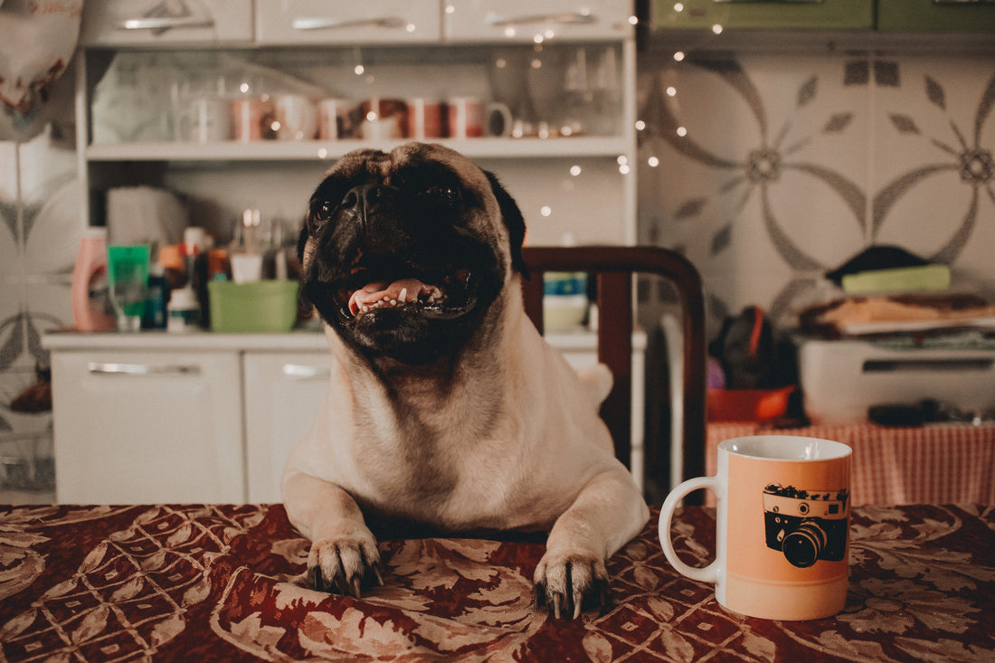 Happy pug dog on kitchen table with coffee mug, cozy home setting, WulfJoy wellness theme