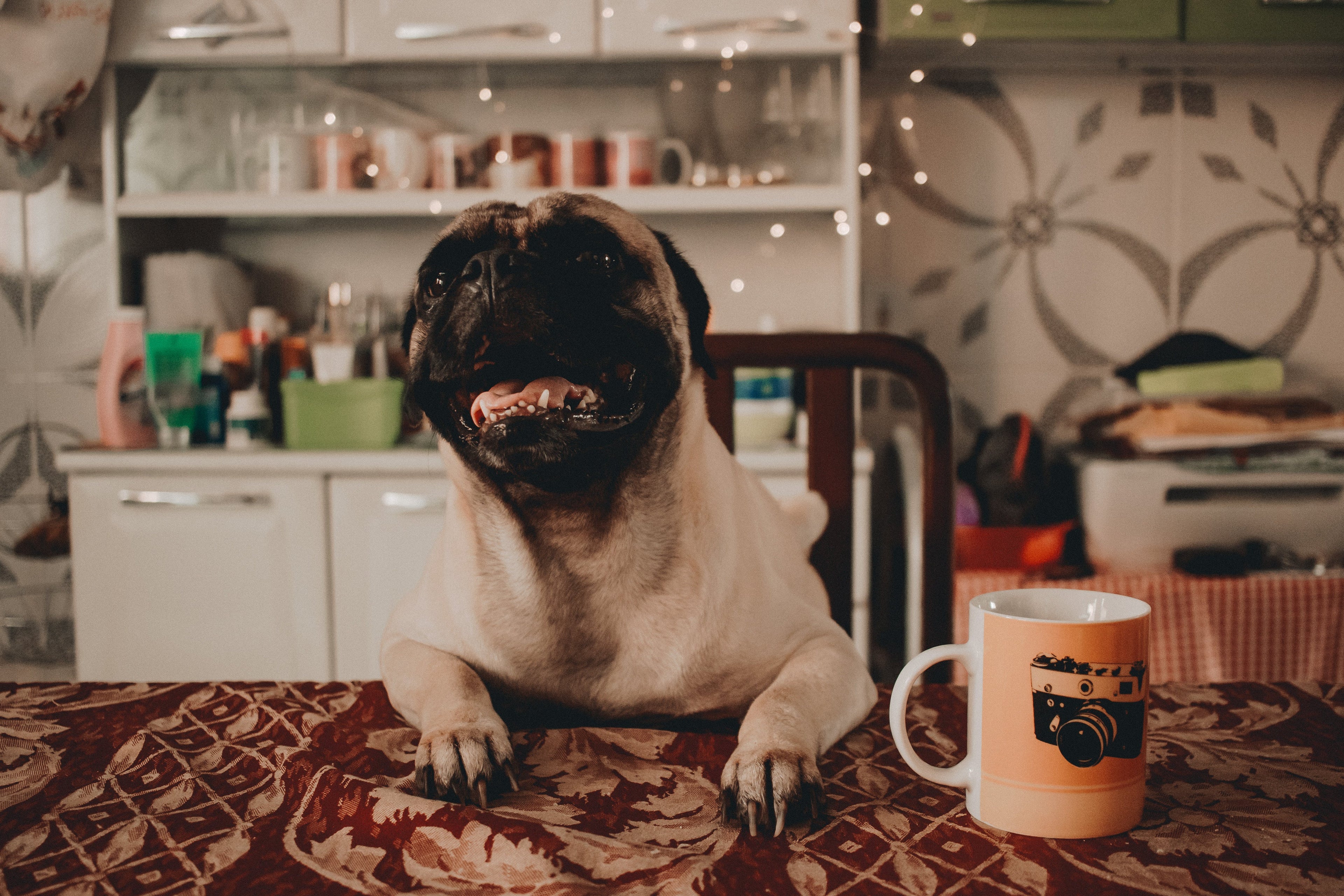 Happy pug dog on kitchen table with coffee mug, cozy home setting, WulfJoy wellness theme