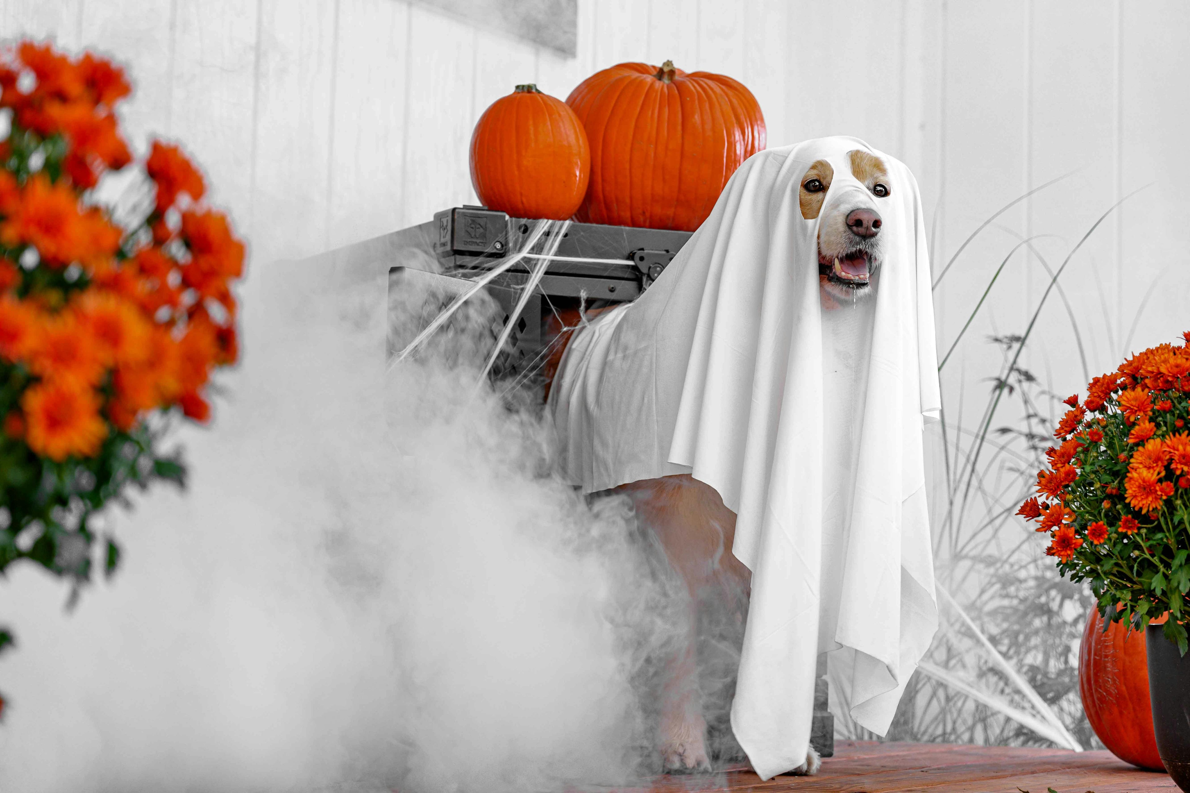 Dog dressed as a ghost with white sheet, pumpkins, and orange flowers in a Halloween setting