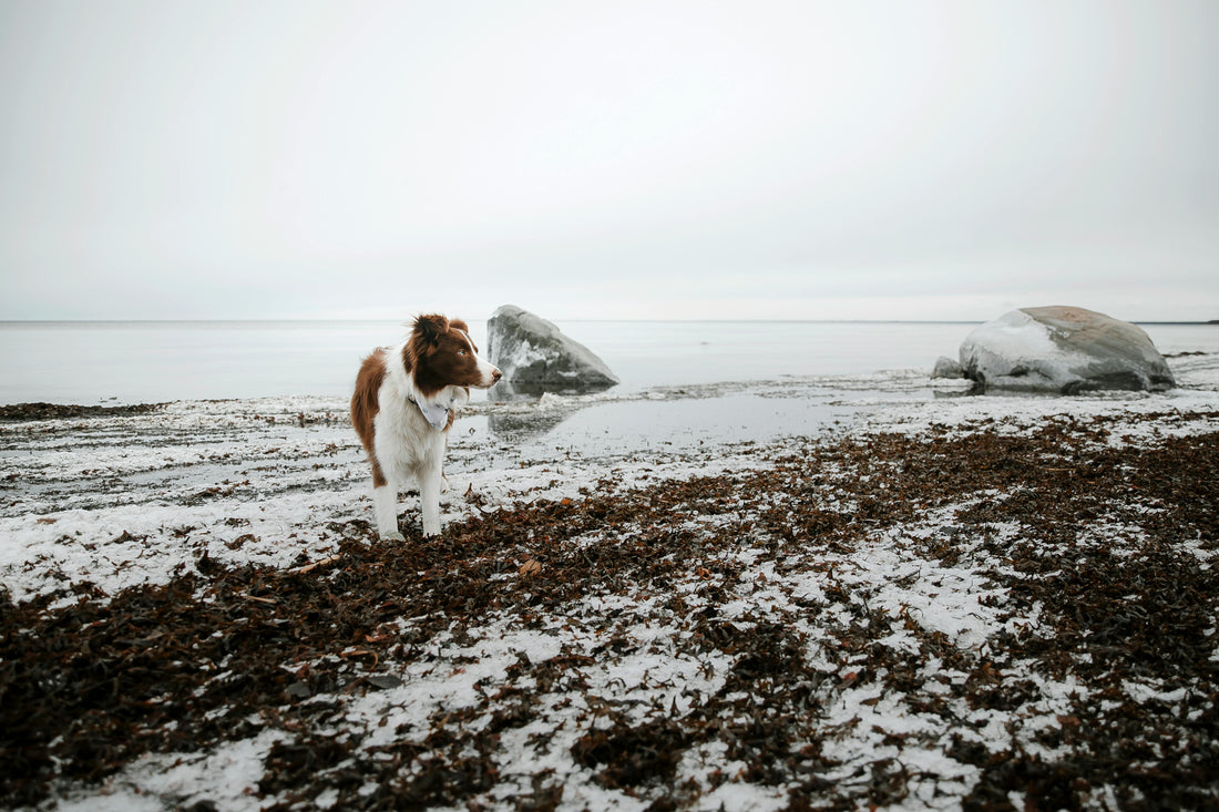 Brown and white dog on a snowy, rocky beach by the water, representing WulfJoy's natural dog wellness.