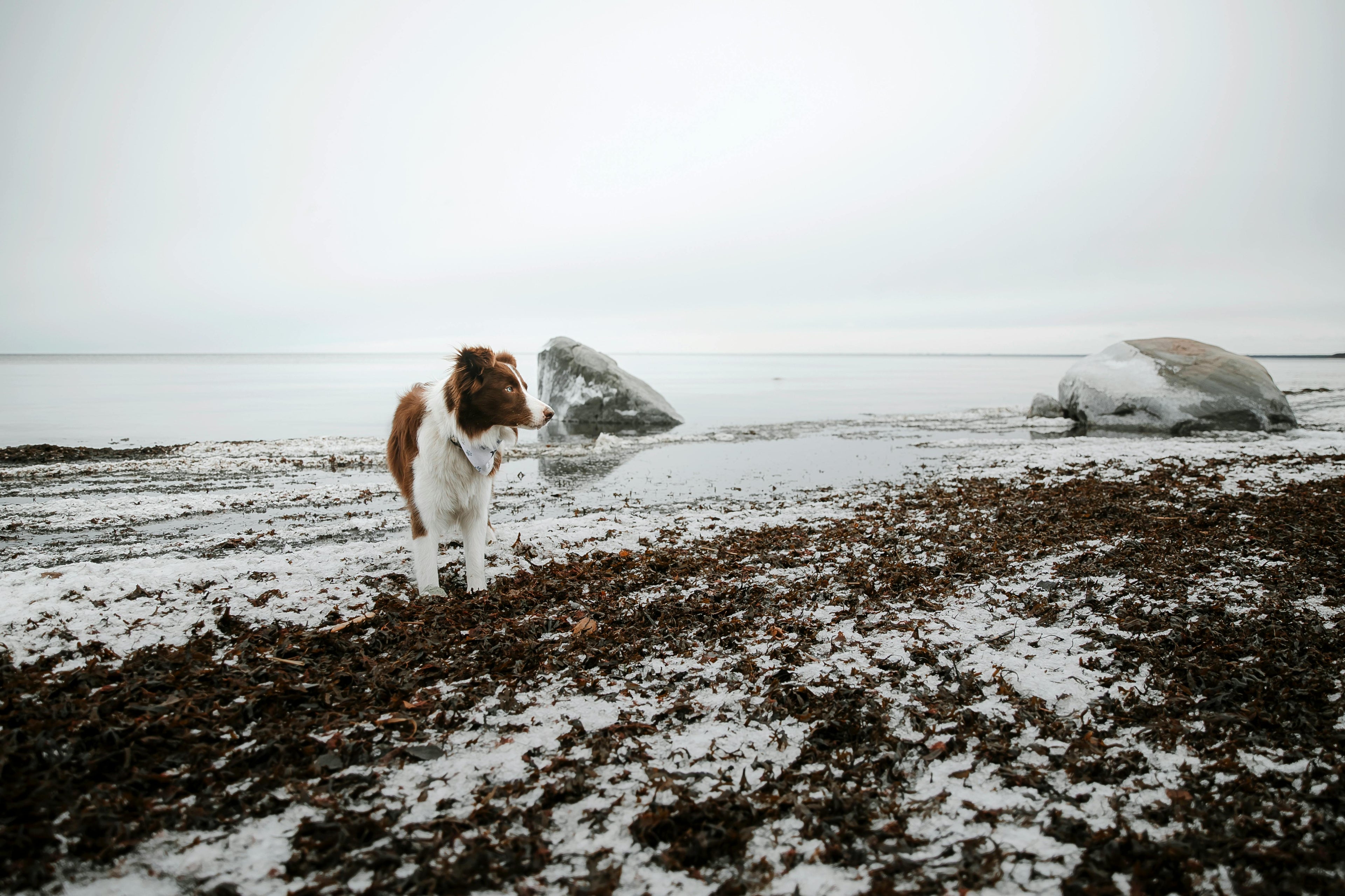 Brown and white dog on a snowy, rocky beach by the water, representing WulfJoy's natural dog wellness.