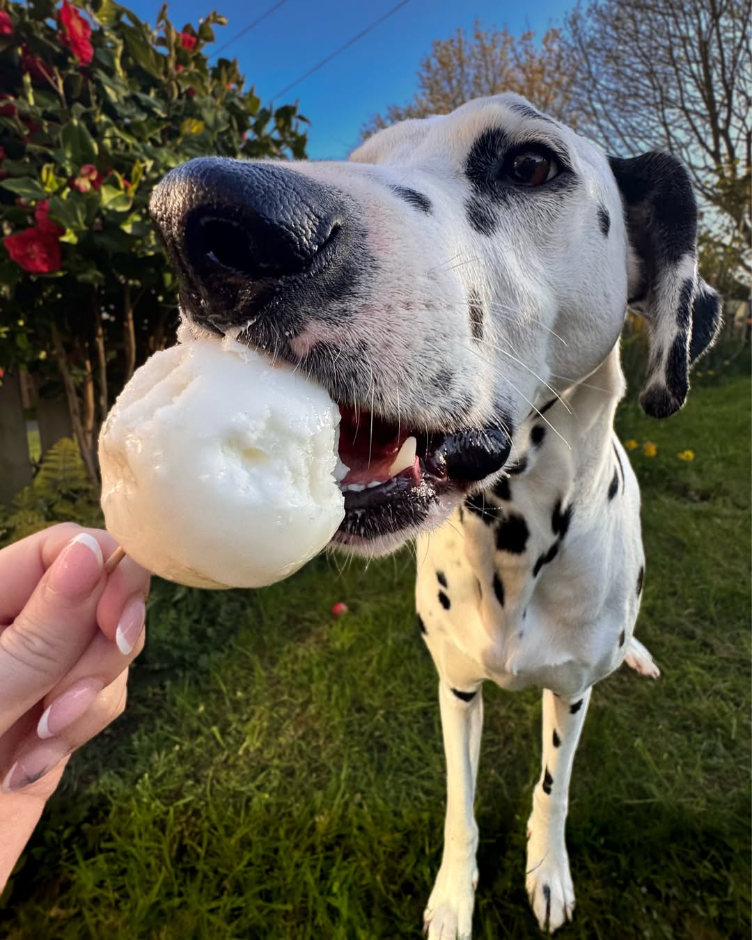 Dalmatian dog eating a ball of ice cream outdoors on a sunny day.