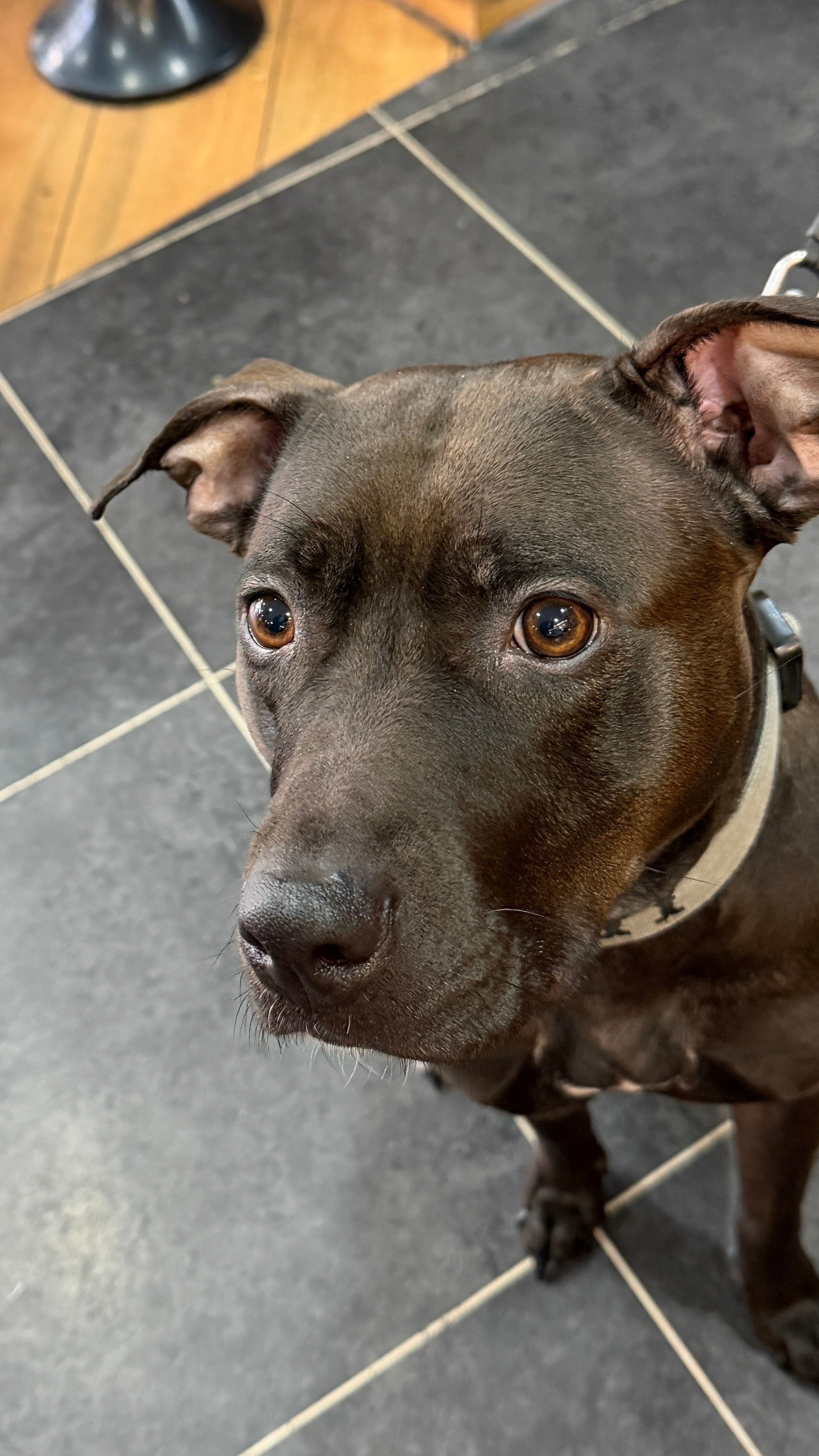 Brown dog on a leash looking up at the camera on a tiled floor.