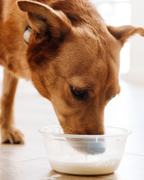 Brown dog eating food from a bowl