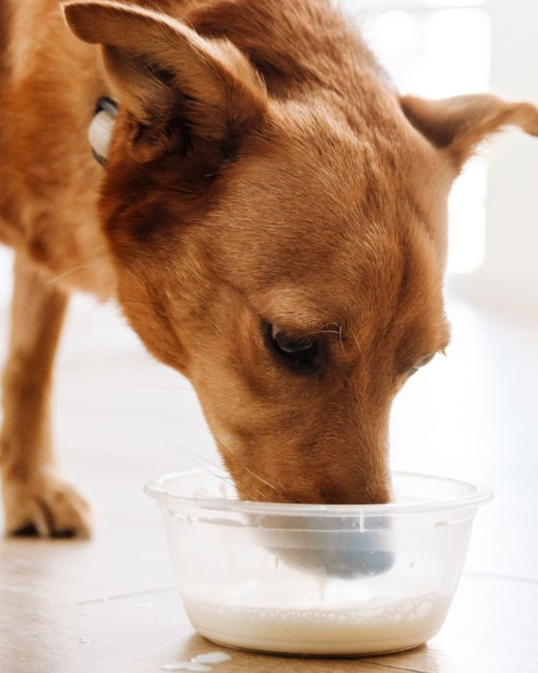 Brown dog eating from plastic bowl.