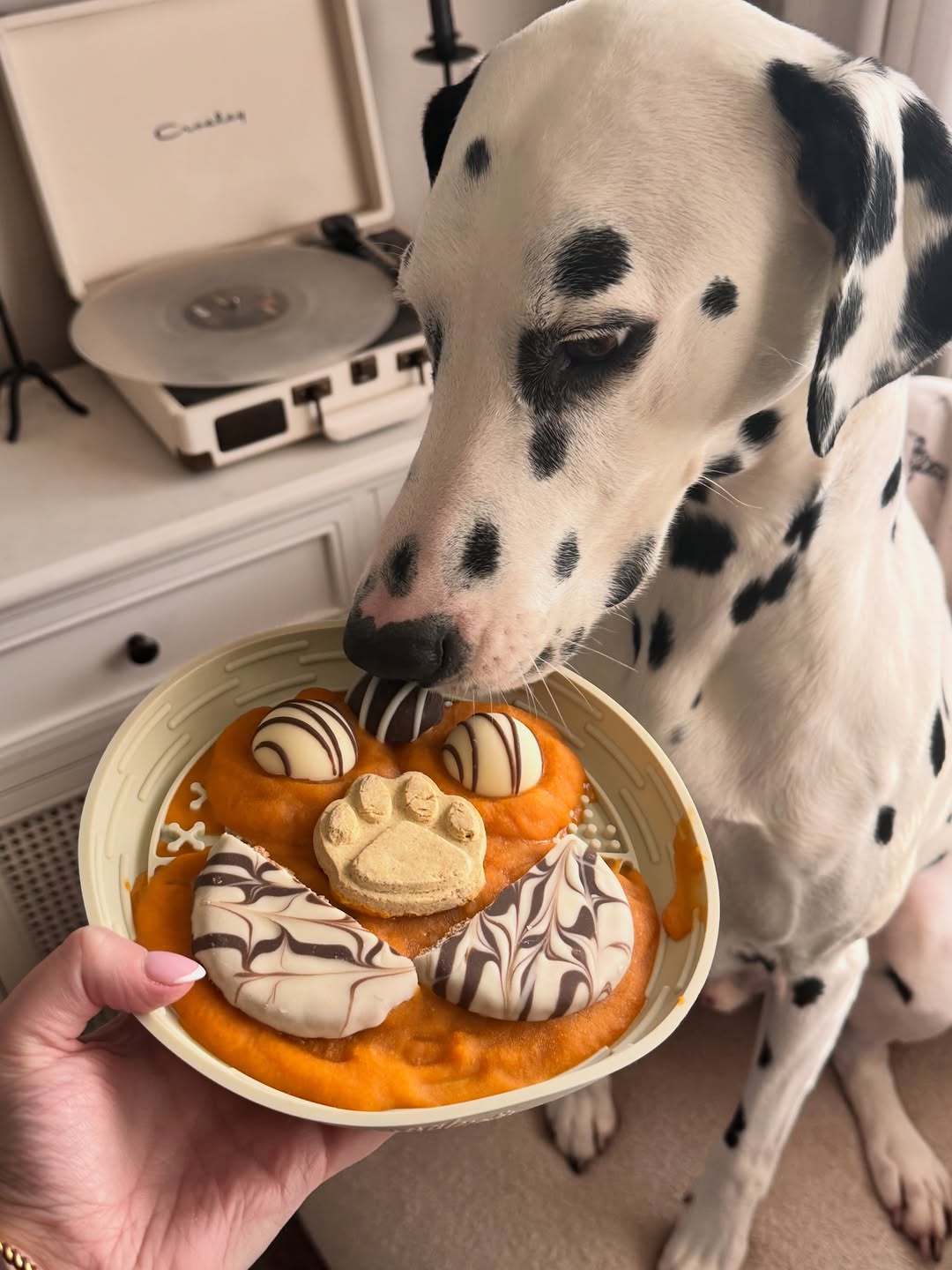 Dalmatian dog sniffing a plate of cookies held by a person, with a record player in the background.