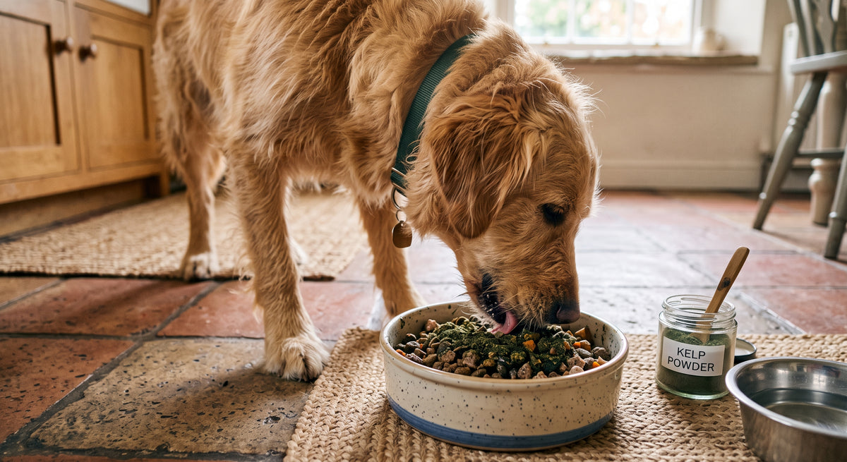 A golden retriever dog eating from a speckled ceramic bowl on a woven mat in a rustic kitchen setting, with a jar of kelp powder and a metal bowl nearby.