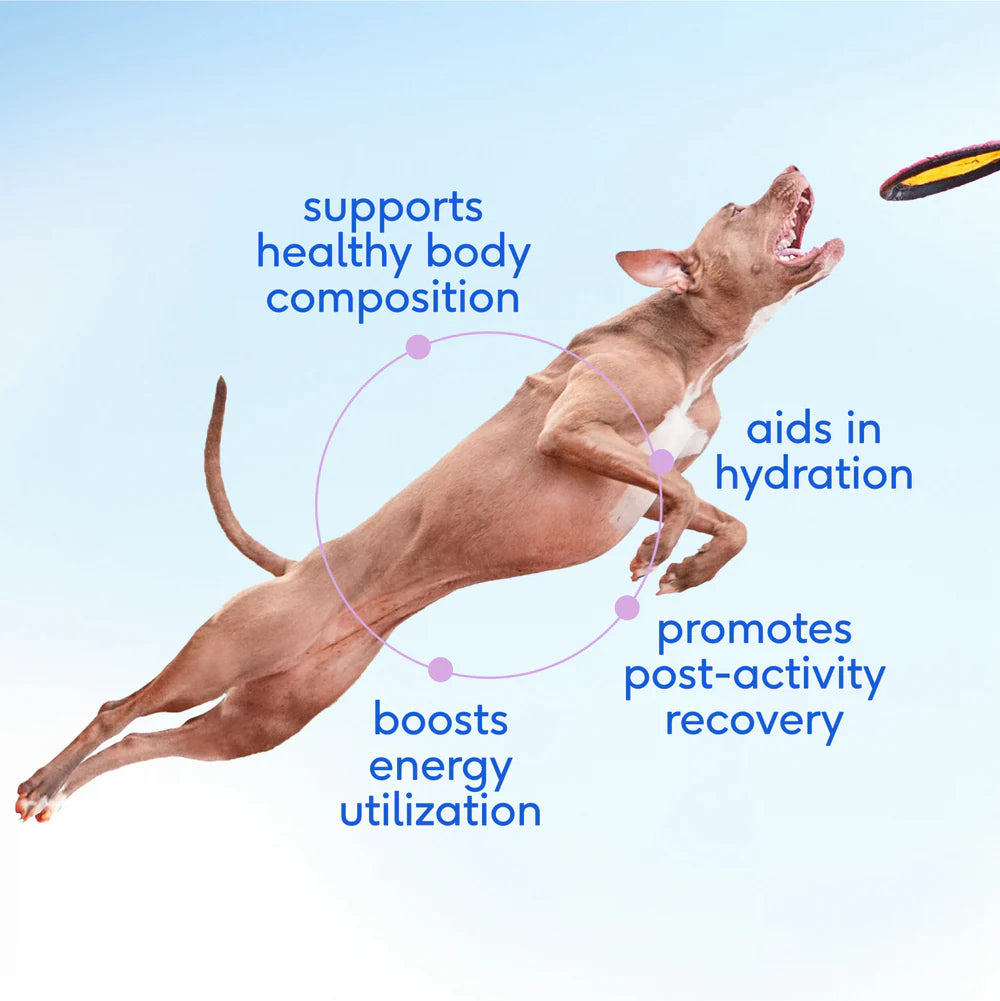 Dog leaping with health benefits text on a light blue background