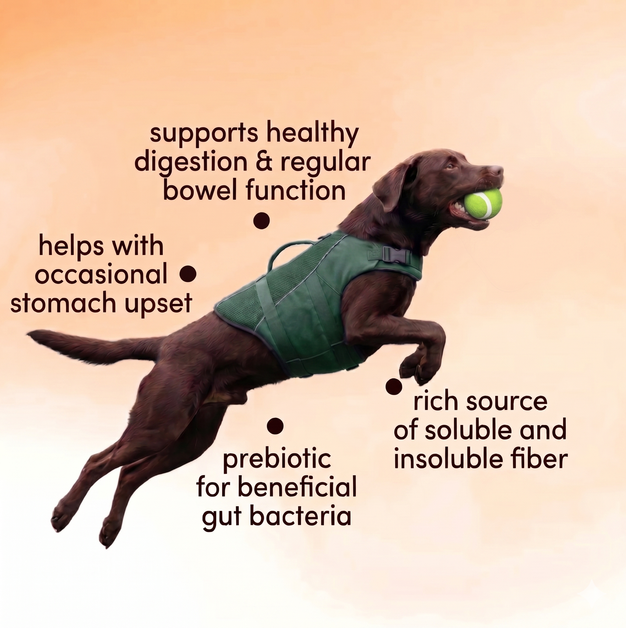 Dog wearing a green vest with text about fiber benefits on a gradient background