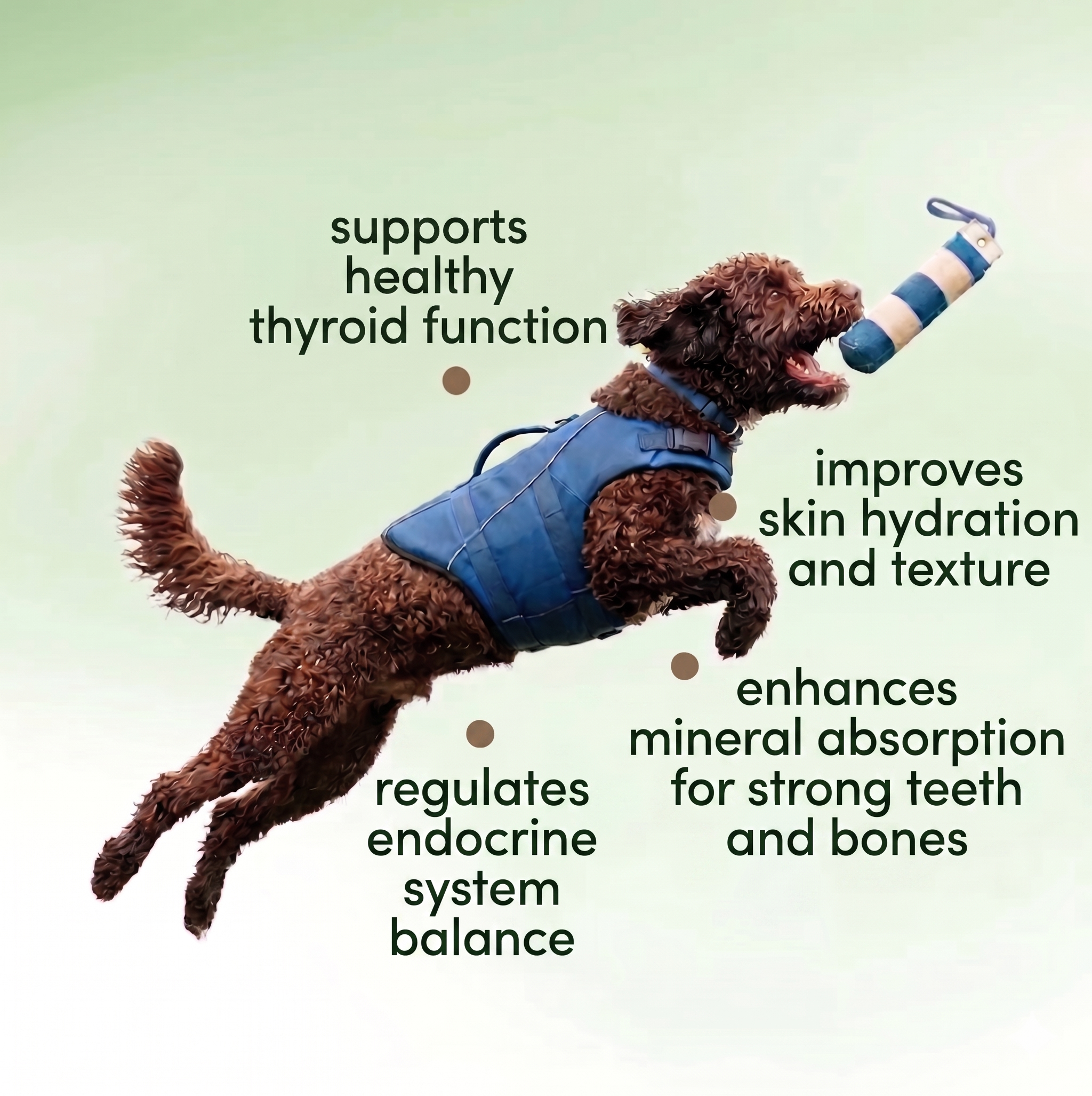Dog wearing a blue vest with text about health benefits on a light green background