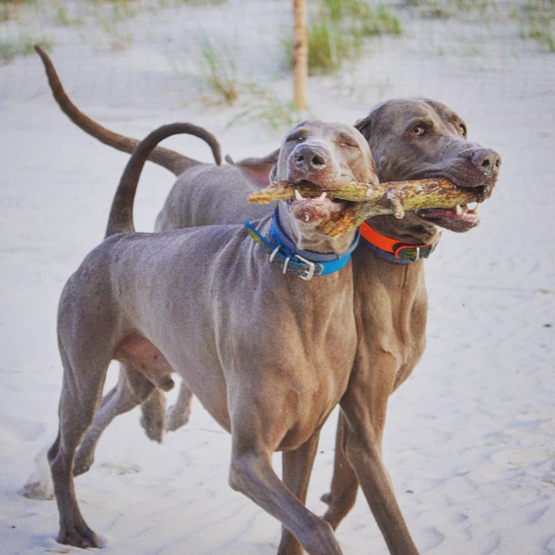 Two dogs playing fetch with a stick on the beach