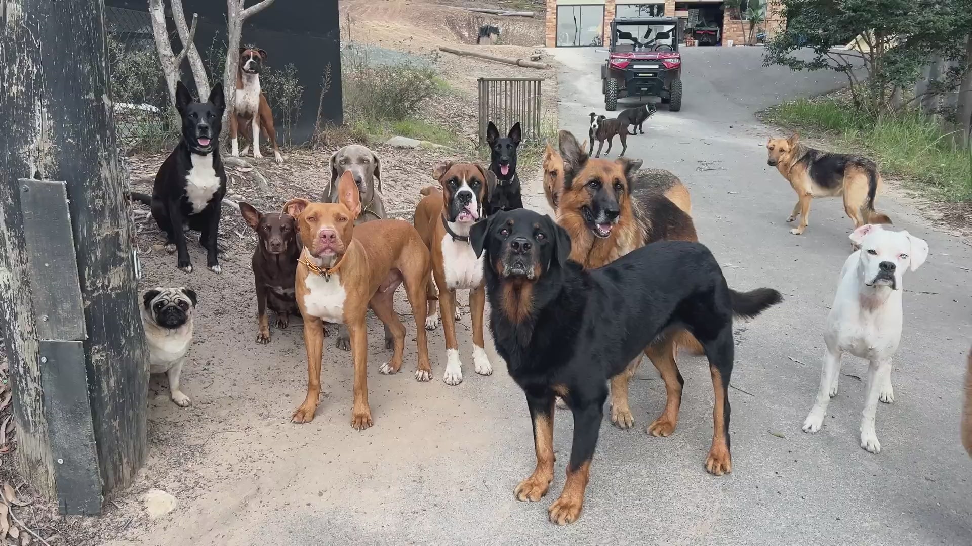 Load video: Dog enjoying everyday moments with Wulfjoy