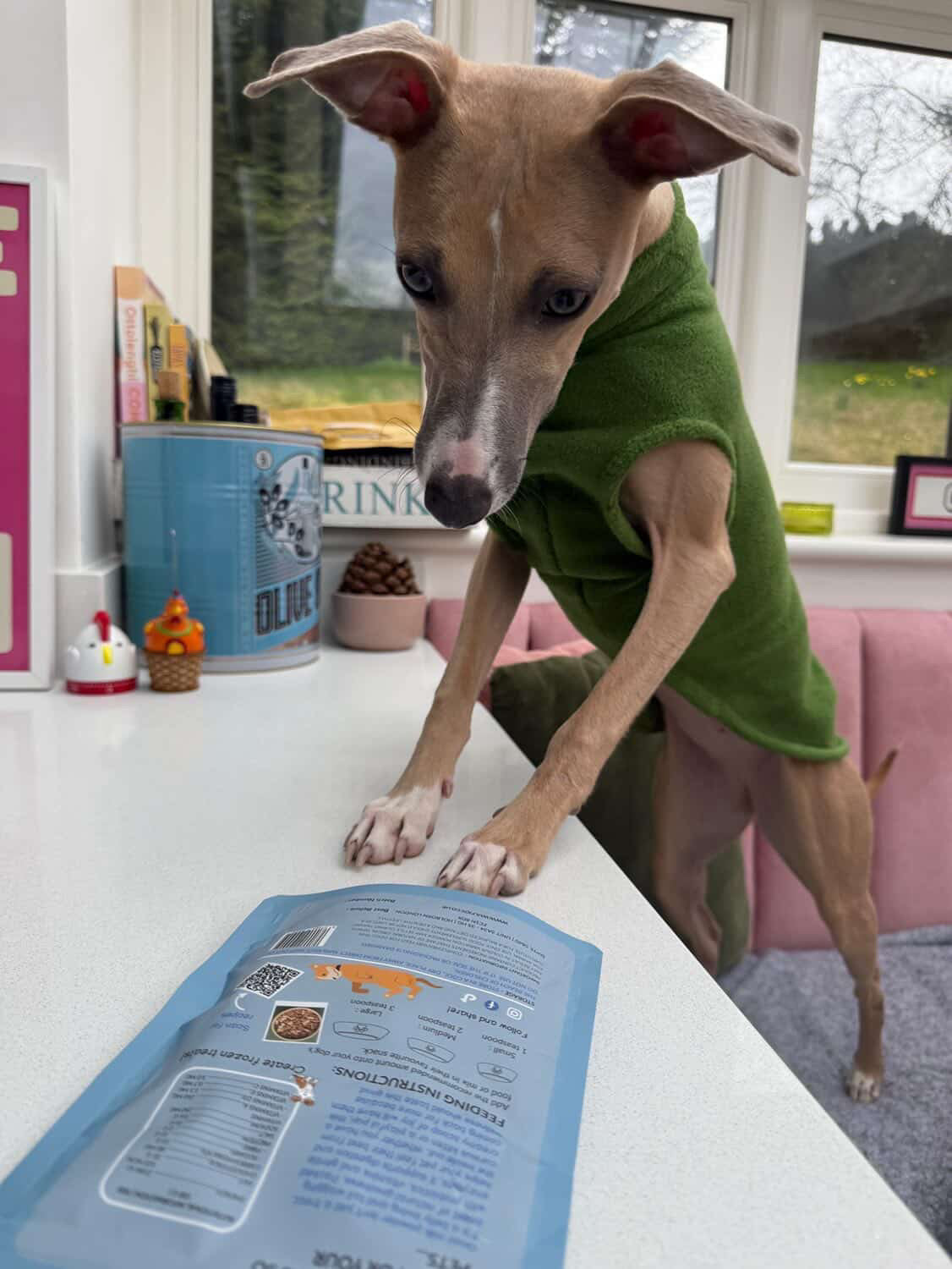 Dog in a green sweater standing on a counter with a package of Wulfjoy goat milk powder